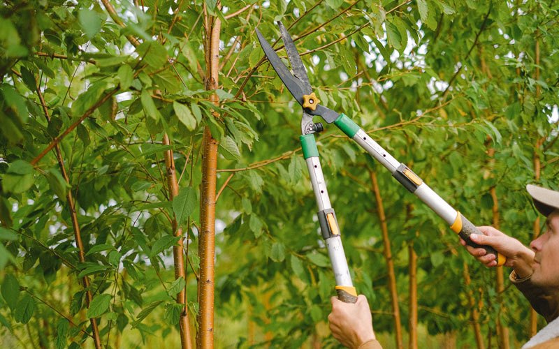 Tree trimming in Mabton, WA